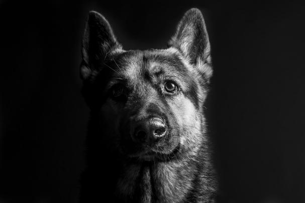 German Shepherd Wallpapers for Desktop -