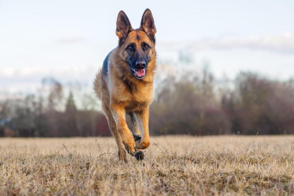 German Shepherd Wallpapers for Desktop -
