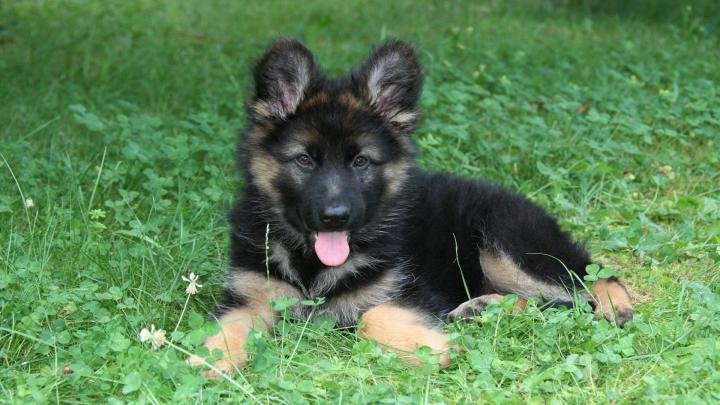 German Shepherd Puppies Wallpapers - Top Free German Shepherd Puppies 