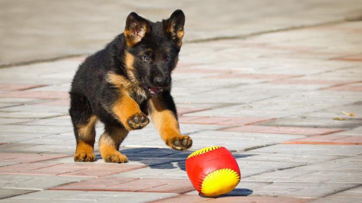 German Shepherd Wallpapers (72+ background pictures)