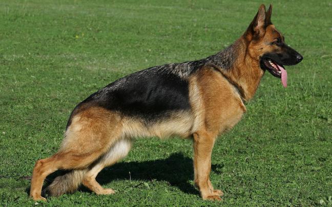 [41+] German Shepherd Wallpaper HD 