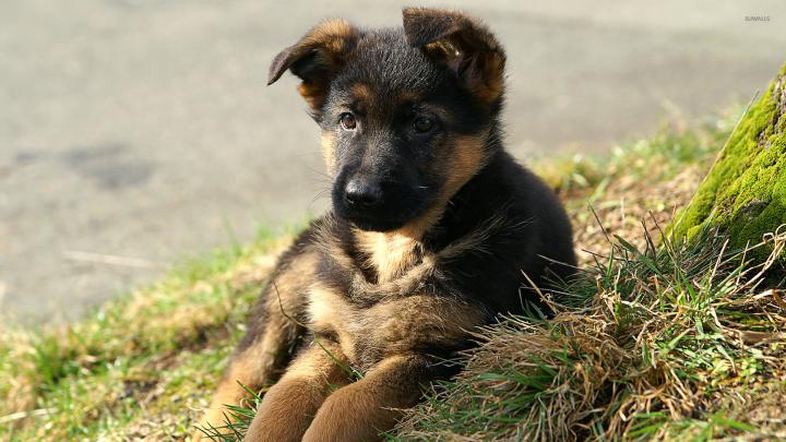 Free German Shepherd Wallpaper Pictures -