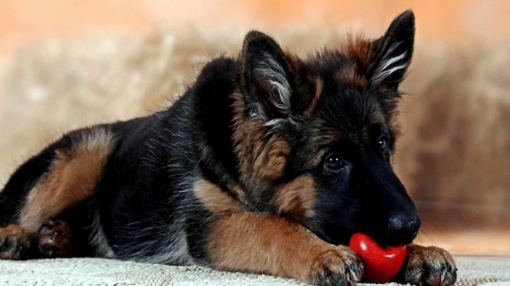 German Shepherd Police Dog Wallpapers (65+ background pictures)