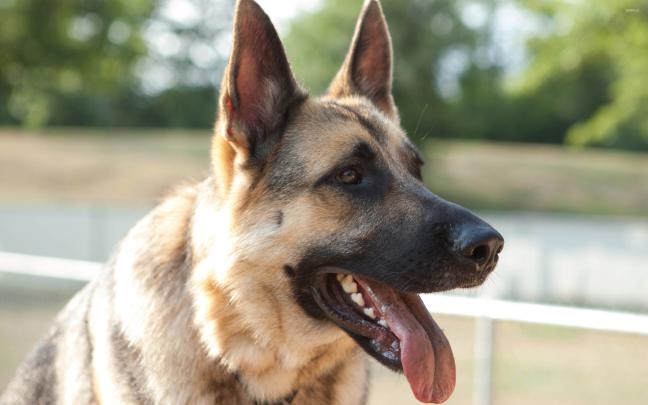 Tired German Shepherd with its tongue out wallpaper - Animal wallpapers 