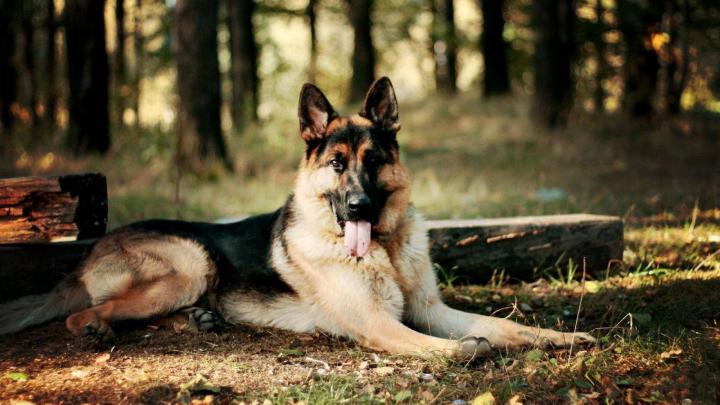 Dog Pictures German Shepherd Wallpaper -