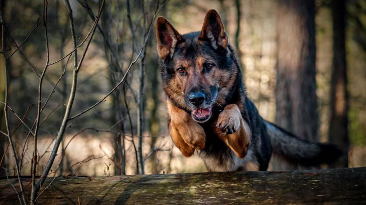 German Shepherd Wallpapers (72+ background pictures)