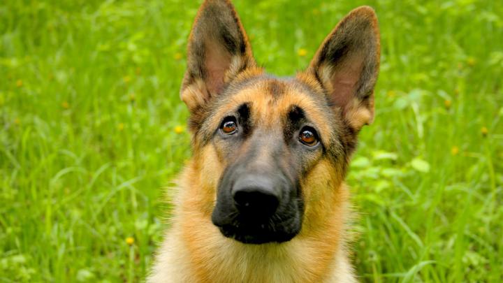 Free German Shepherd Wallpaper Pictures -