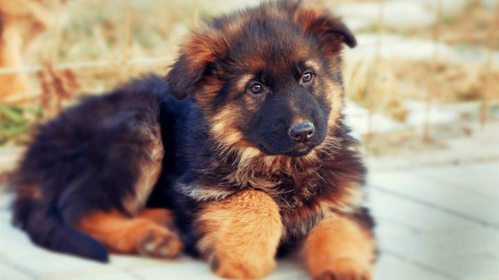 German Shepherd Puppies Wallpapers - Top Free German Shepherd Puppies 