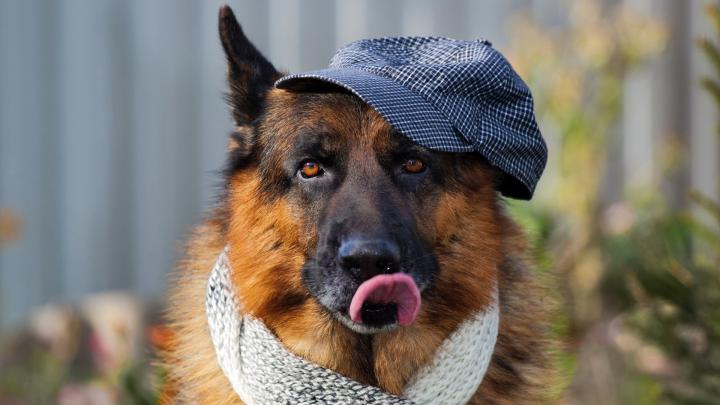 1920x1080 German Shepherd 3 Laptop Full HD 1080P HD 4k Wallpapers 