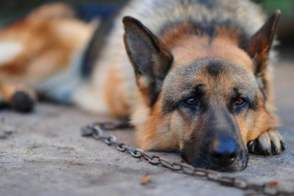 German Shepherd Police Dog Wallpaper \u00b7\u2460 