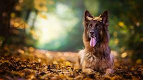 German Shepherd Wallpaper 1920x1080
