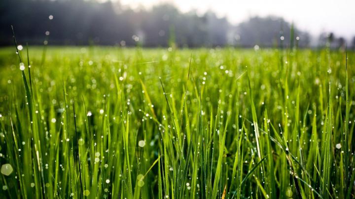 Grass wallpaper \u00b7\u2460 Download free beautiful wallpapers for desktop 