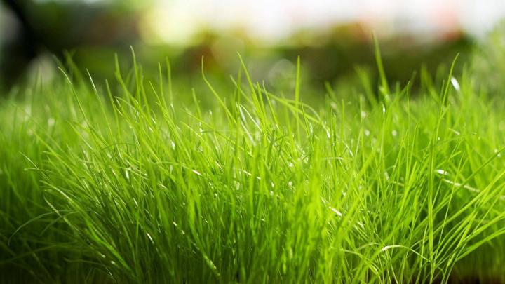 Green Grass Wallpaper -