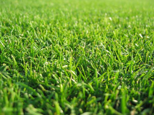 Green Grass Wallpaper -