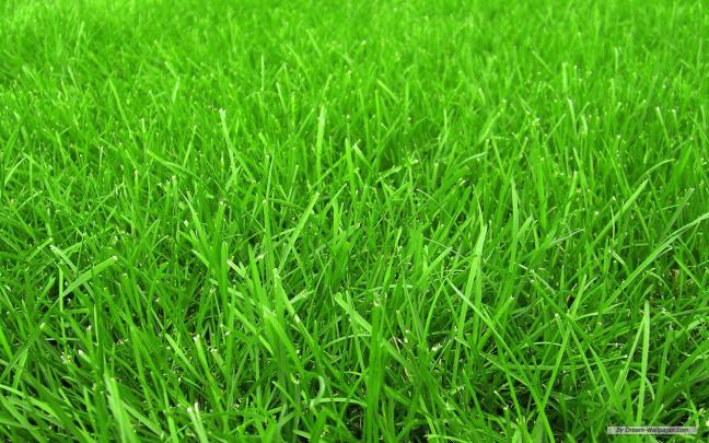 Grass Wallpaper Images -