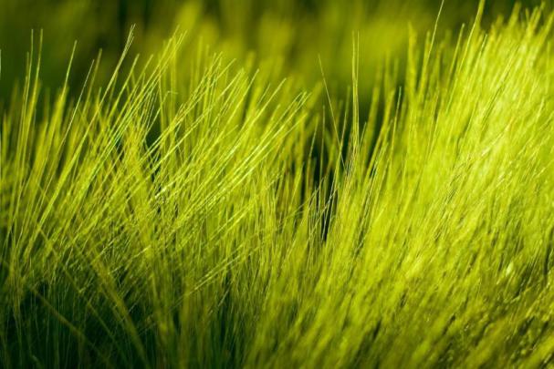 Grass wallpaper \u00b7\u2460 Download free beautiful wallpapers for desktop 