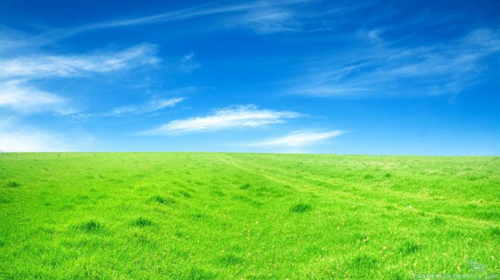 Free download Grassland Wallpapers Wallpaper Green HD Wallpaper 