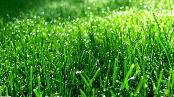 Green Grass Wallpaper -