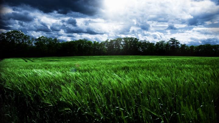 Blowing grass wallpaper - High Definition, High Resolution HD 