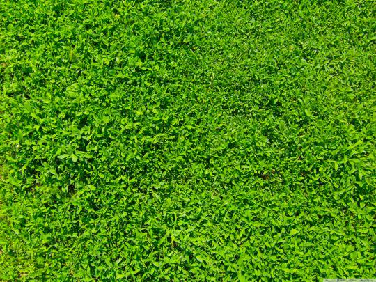 HD Grass Wallpaper (76+ images)