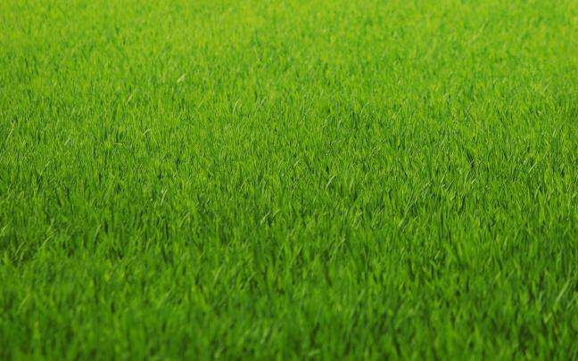 Grass wallpaper \u00b7\u2460 Download free beautiful wallpapers for desktop 
