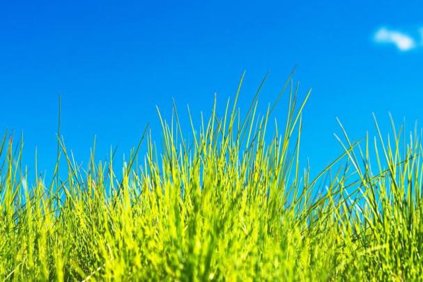 Grass wallpaper \u00b7\u2460 Download free beautiful wallpapers for desktop 