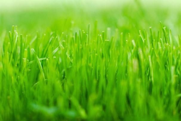 Grass wallpaper \u00b7\u2460 Download free beautiful wallpapers for desktop 