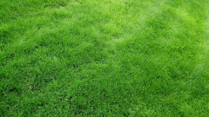 Natural Grass Wallpaper -