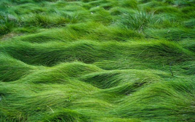 Grass wallpaper \u00b7\u2460 Download free beautiful wallpapers for desktop 