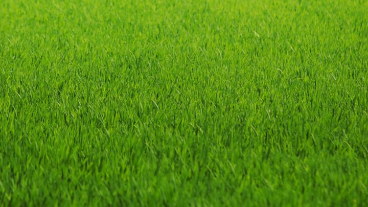 Green Grass Wallpaper for Desktop 1920x1080 Full HD