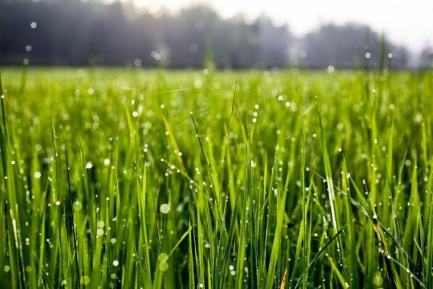 Grass wallpaper \u00b7\u2460 Download free beautiful wallpapers for desktop 