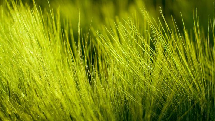 [70+] Green Grass Wallpaper 