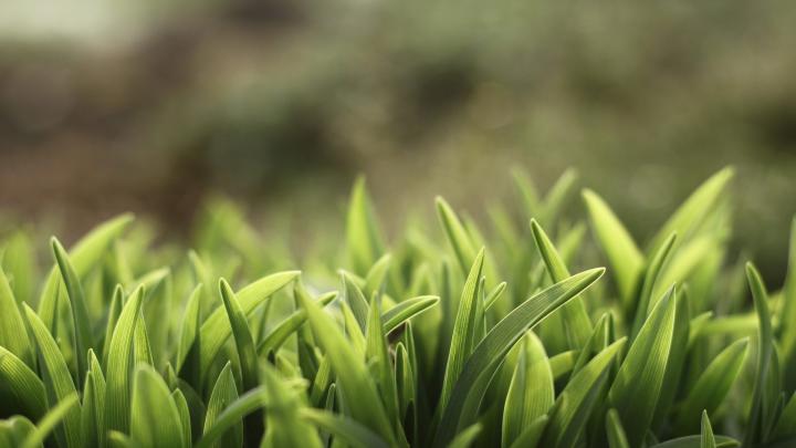 HD Grass Wallpaper (76+ images)