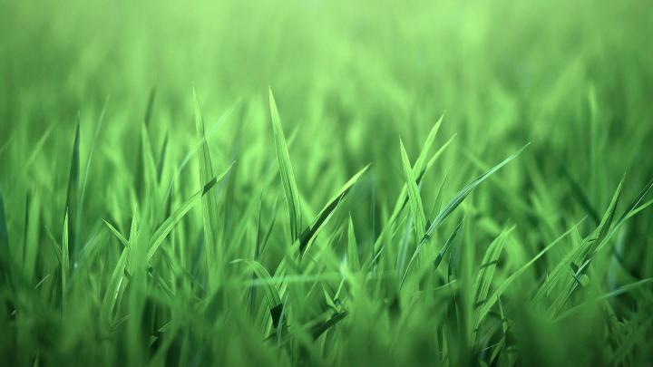 Grass wallpaper \u00b7\u2460 Download free beautiful wallpapers for desktop 