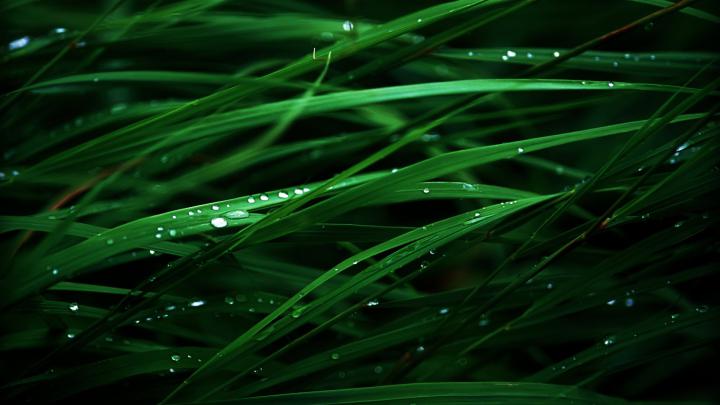 Green Grass Wallpaper -