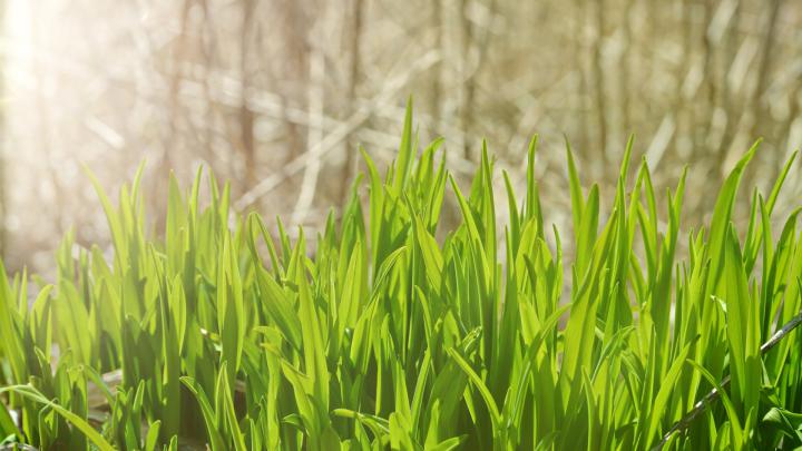 Download wallpaper: Pure green grass 1920x1080