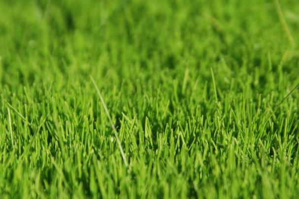 Grass wallpaper \u00b7\u2460 Download free beautiful wallpapers for desktop 