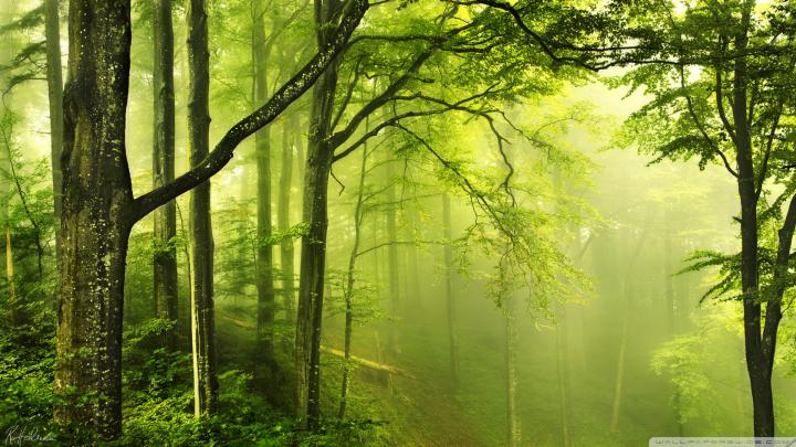 [25+] HD Green Forest Wallpapers 
