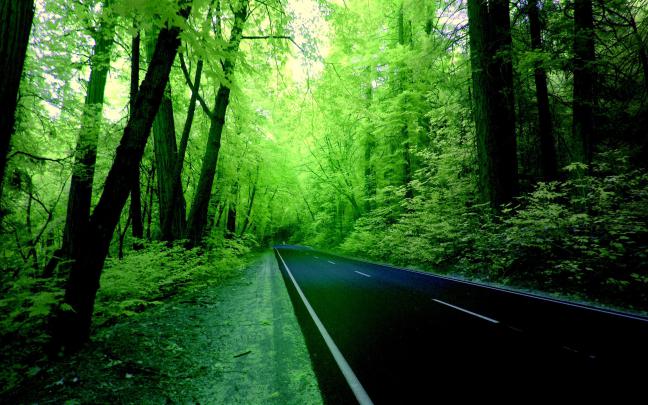 [25+] HD Green Forest Wallpapers 