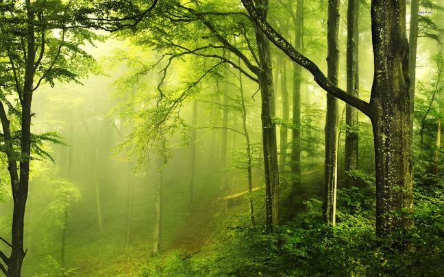 [73+] Nature Forest Wallpaper 
