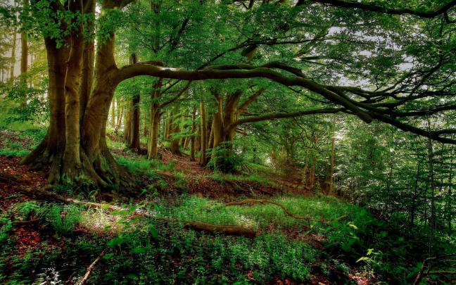 [47+] Green Forest Wallpaper HD 