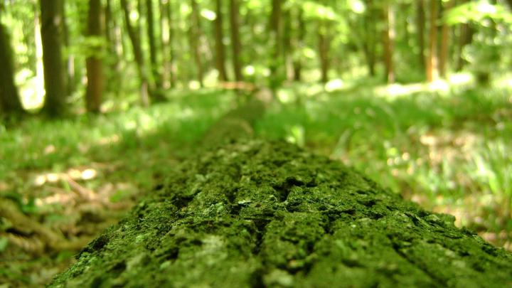 green landscapes nature forest macro 1920x1080 wallpaper High Quality 