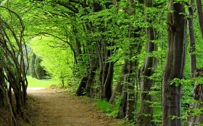 Free download Forest Desktop Backgrounds [2560x1600] for your Desktop 