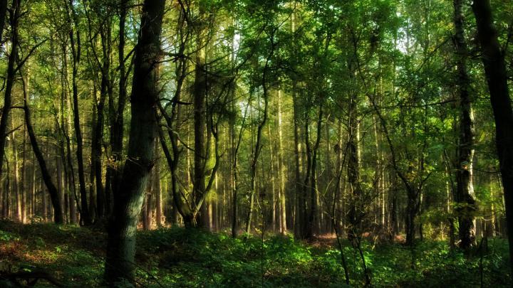 [75+] Green Forest Wallpaper 