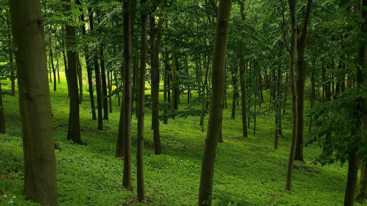 Free download Download Green forest wallpaper [1920x1080] for your 