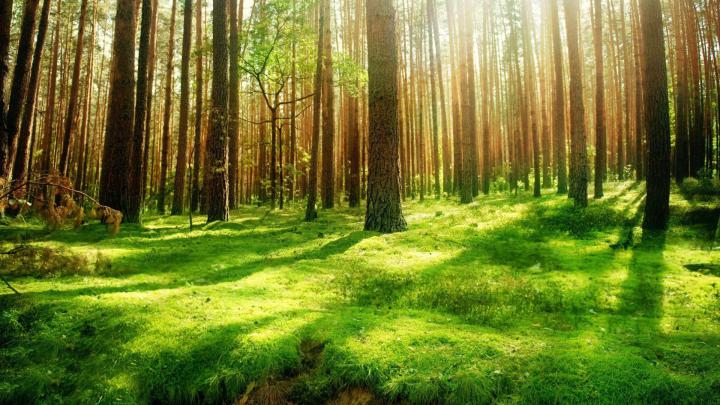[74+] Forest Background Images 