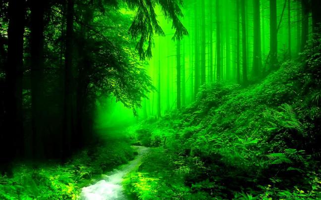 Dark Green Forest Wallpapers - Top Free Dark Green Forest Backgrounds 