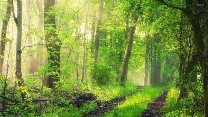 Foggy green forest wallpaper - Nature wallpapers - #41891