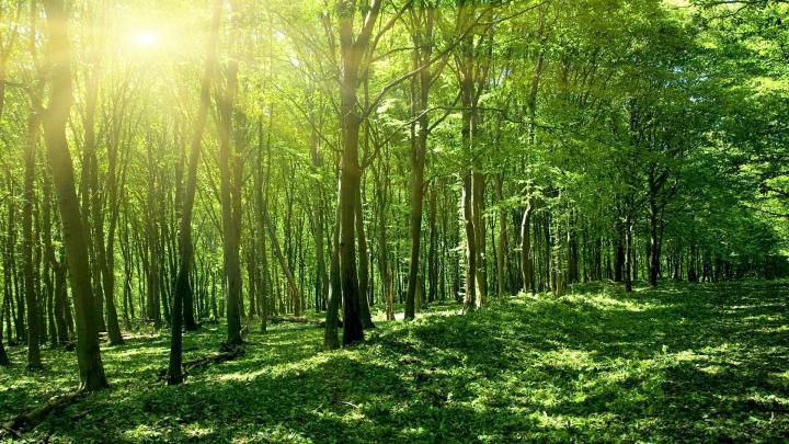Green Forest Wallpaper 1920x1080 - Free Hd Wallpaper 4K II