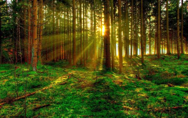 Green Forest Background -